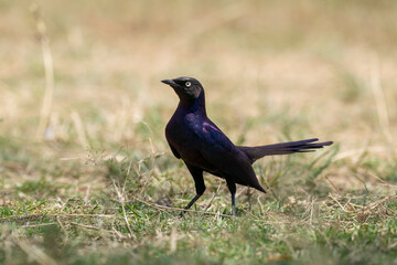Obraz premium A Ruppell's starling perched on top of a tree branch inside Masai Mara national reserve during a wildlife safari