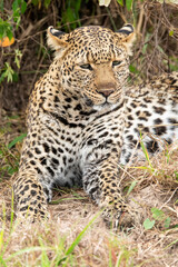 Fototapeta premium A male leopard relaxing in the shades of a bush inside Masai Mara National Reserve during a wildlife safari