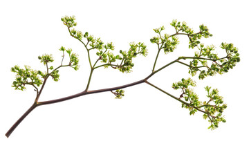 Delicate green sprigs with small buds isolated on transparent background. Moringa isolated on white background.