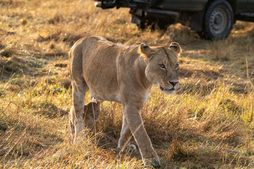 Naklejka premium A lion cub walking among high grasses in the grasslands inside Masai Mara National Reserve during a wildlife safari