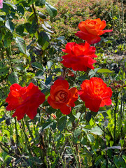 Flowers. Shrubby park scarlet rose.