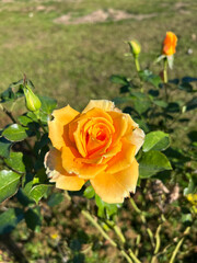 Flowers. Shrubby park yellow rose.
