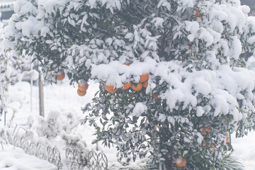 Snow Covered Orange Tree in Winter
