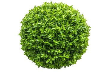 Obraz premium Perfectly spherical green bush isolated on transparent background. Vibrant green bush isolated on a white background.