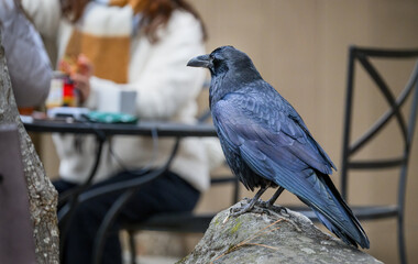 Obraz premium A common raven (Corvus corax) eyeing tourists’ picnic food. Yosemite National Park. California. USA.