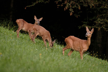 Young deer siblings with their mom