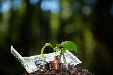 Money growth concept. Steady investment. Money growth concept financial progress. Money growth...