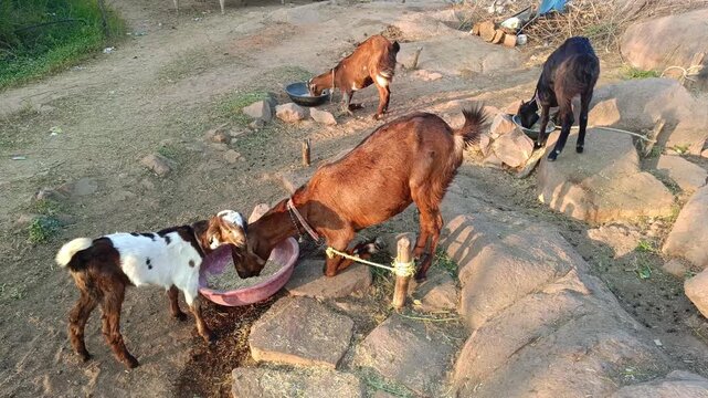 Funny goats family in farm