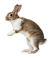 Obraz premium Playful rabbit in motion animal isolated on transparent background