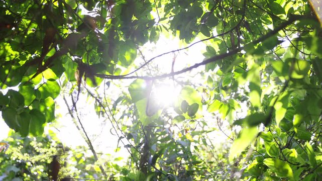 Looking up at lush green canopy in Iriomote Island jungle, sunbeams shining through tropical tree leaves, cinematic nature, Japan.