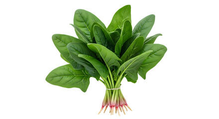 Fototapeta premium Bunch of fresh green spinach leaves with roots on a transparent background background removal