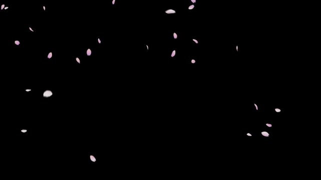 Spring cherry blossom petals falling on black background (4K_24fps)
