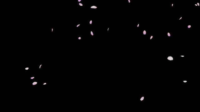 Soft pink petals falling and swaying on black background (4K_24fps)