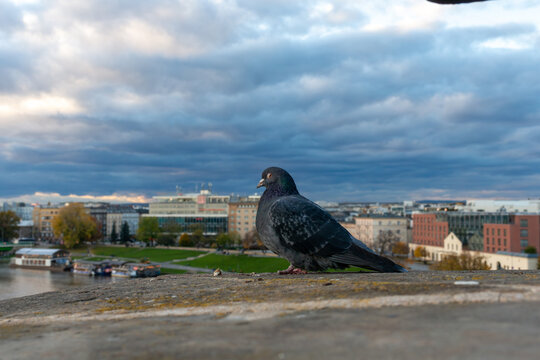 A rock pigeon stands on a weathered stone ledge overlooking a city riverfront and modern buildings beneath heavy storm clouds, capturing urban wildlife, moody weather, and metropolitan skyline atmosph