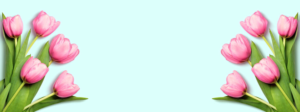 Symmetrical floral composition with pink tulips on both sides and pastel blue space in the center for text or design. banner