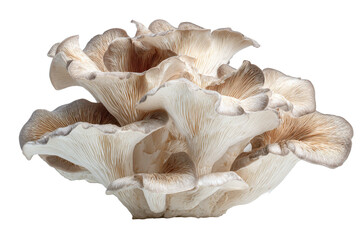 Cluster of oyster mushrooms isolated on transparent background. Bunch of oyster mushrooms isolated on white background.