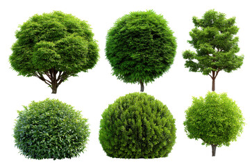 Collection of six green ornamental trees and shrubs isolated on transparent background. Set of six green trees and bushes isolated on white background.