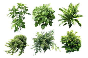 Naklejka premium Collection of six green leafy plants isolated on transparent background. Various green plants in a grid layout isolated on white background.