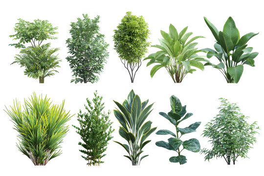 Collection of ten aquatic plants isolated on transparent background. Diverse collection of ten realistic green plants isolated on white background.