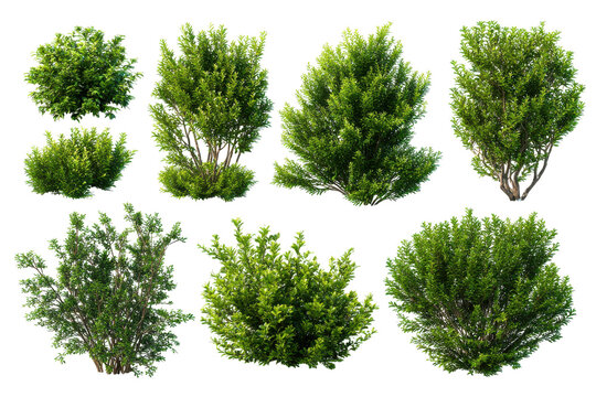 Collection of green bushes and shrubs isolated on transparent background. Collection of green leafy bushes isolated on white background.