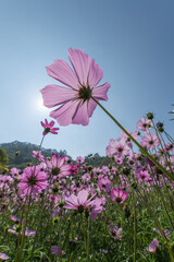 Low Angle View of Pink Cosmos Flowers Against Clear Blue Sky with Sunstar