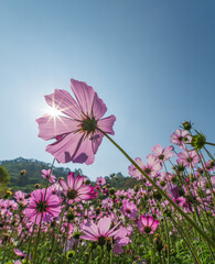 Low Angle View of Pink Cosmos Flowers Against Clear Blue Sky with Sunstar