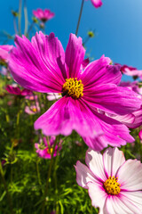 Pink Cosmos Flowers Blooming in a Sunny Summer Meadow