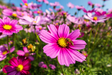 Honeybee Pollinating a Bright Pink Cosmos Flower in a Summer Garden