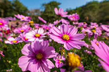 Pink Cosmos Flowers Blooming in a Sunny Summer Meadow