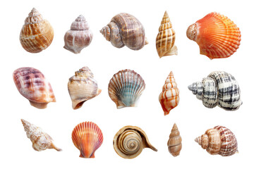 Collection of diverse seashells isolated on transparent background. Collection of diverse seashells isolated on white background.