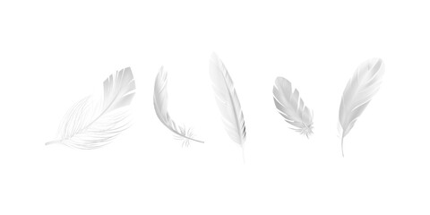 Graceful flying and falling fluffy white feathers from swan dove or angel wings creating elegant realistic motion for fantasy and spiritual designs © Md Riajul