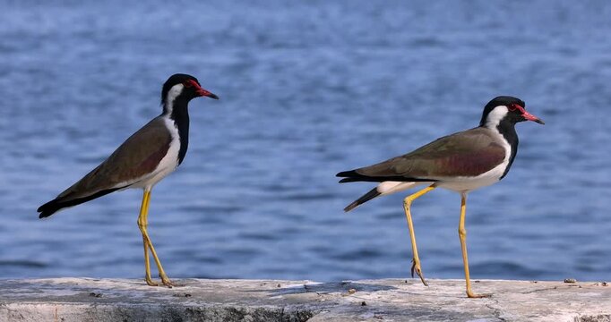Red-wattled lapwing birds walking on a concrete wall by the water close up view in India.