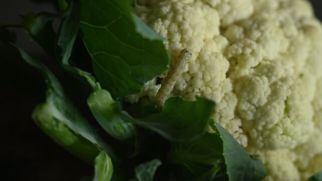 Animal India - Worms In Cauliflower - Pest :
Larvae of the Noctuidae family moth caterpillar attack and damage cauliflower plants in Tehatta, West Bengal, India.