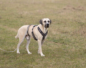 Portrait of a Beautiful Kangal Mix in High Quality with many Details - Shelter Dog Animal Rescue. High quality photo