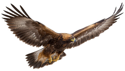 Fototapeta premium Golden Eagle in Flight, Majestic Bird of Prey with Wings Spread, Natural Lighting Isolated on Transparent Background