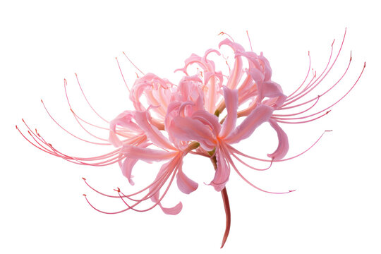 Delicate pink spider lily flower isolated on transparent background. Pink lycoris radiata flower with delicate petals isolated on white background.