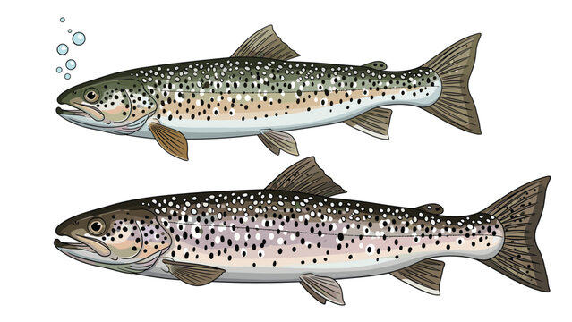 Two brown trout swimming gracefully in an illustration that captures the detail of their spotted patterns and natural colors.