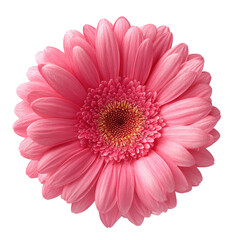 Pink Gerbera Daisy Bloom with Detailed Petals, Soft Lighting, Natural Form Isolated on Transparent Background