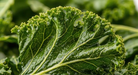 Close up photograph captures the texture and detail of fresh, dark green leafy vegetables.