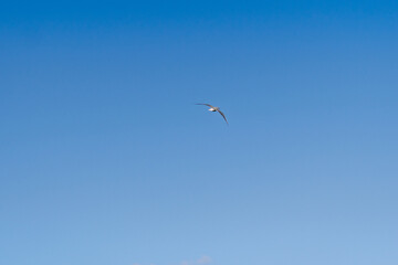Oiseau en vol dans un ciel d'&eacute;t&eacute; d&eacute;gag&eacute;