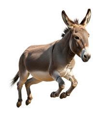 Obraz premium Running donkey in motion farm environment animal isolated on transparent background
