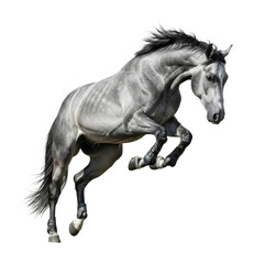 Obraz premium Leaping horse action arena animal dynamic view isolated on transparent background