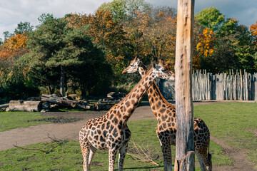 Obraz premium Africa savanna landscape at the Leipzig Zoo. Germany. Giraffes