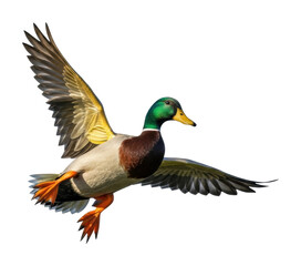 Obraz premium Mallard duck in flight nature scene wildlife isolated on transparent background