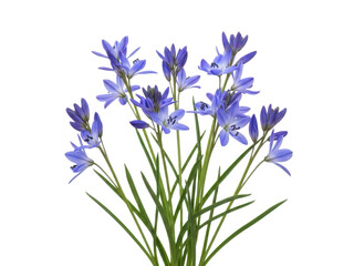 Fototapeta premium Bluebell flowers with slender stems and bellshaped blossoms isolated on transparent background