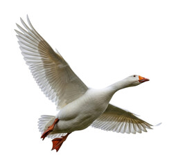 Obraz premium Flying goose in action nature animal wildlife isolated on transparent background