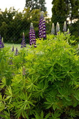  Wild lupine blossoms with violet petals in natural sunlight.