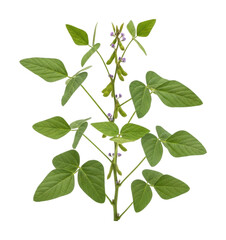 Fototapeta premium Identifying soybean plant structure nature botanical detailed analysis isolated on transparent background