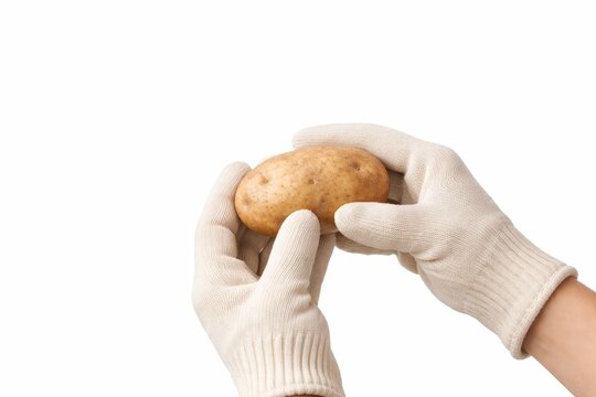 Two gloved hands presenting raw russet potato inspection pose with large copy space above clean studio photo isolated on white background