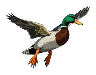 Fototapeta premium Mallard duck in flight over a scenic lake wildlife nature isolated on transparent background